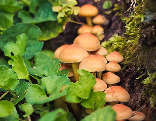 Image showing Mushrooms