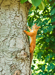 Image showing squirrel on the tree