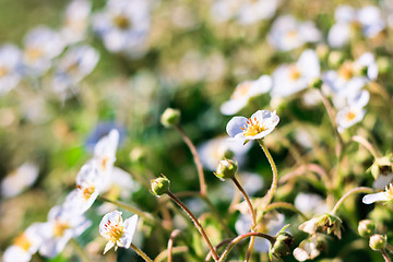 Image showing strawberry flowers