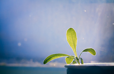 Image showing green plant on blue window background