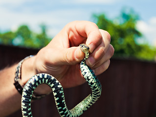 Image showing Holding a Grass Snake