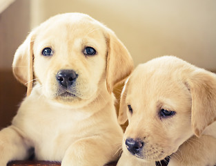 Image showing Labrador retriever puppy