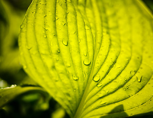 Image showing Water drops on the fresh green leaf