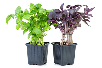 Image showing Green and purple basil growing in the flowerpot