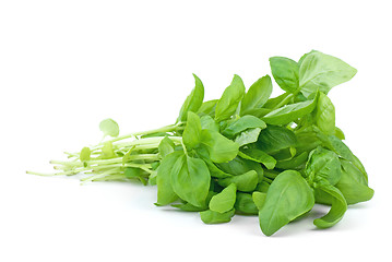 Image showing Green basil