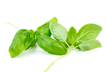 Image showing Two stems of green sweet basil