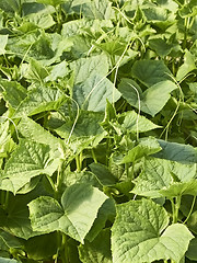 Image showing Cucumber plants in greenhouse