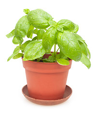 Image showing Potted Basil