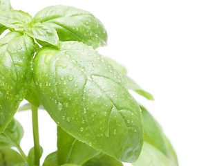 Image showing Basil Leafs