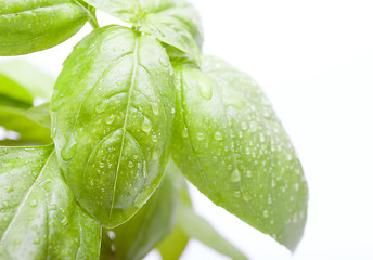 Image showing Basil Leafs