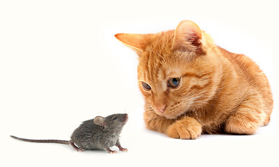 Image showing Mouse and cat