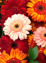 Image showing Vibrant Colorful Daisy Gerbera Flowers