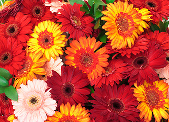 Image showing Vibrant Colorful Daisy Gerbera Flowers