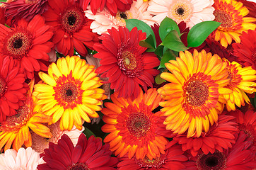 Image showing Vibrant Colorful Daisy Gerbera Flowers