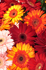 Image showing Vibrant Colorful Daisy Gerbera Flowers