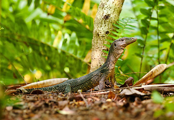 Image showing goanna lizard in undergrowth