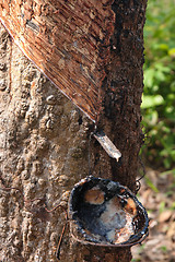 Image showing bowl collecting from rubber trees