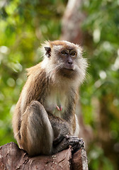 Image showing macaque monkey