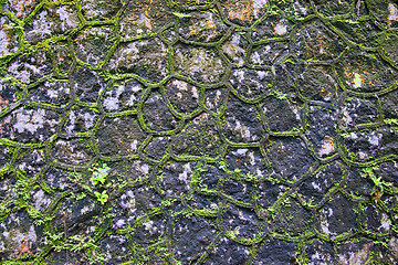 Image showing green moss wall