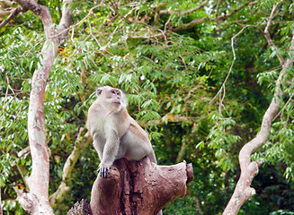 Image showing macaque monkey