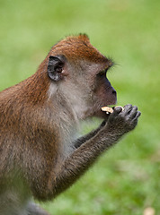 Image showing macaque monkey