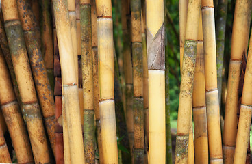 Image showing tall yellow bamboo