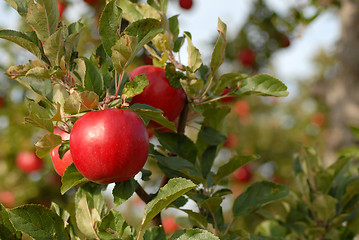 Image showing Closeup of apples on tree