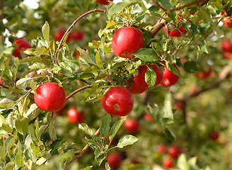 Image showing Apples on tree in orchard