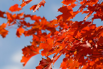 Image showing Red autumn foliage against blue sky