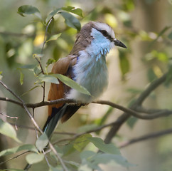 Image showing  Racket Tailed Roller Bird 