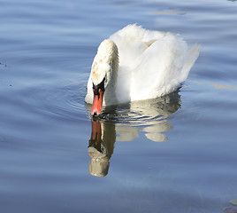 Image showing White Swan