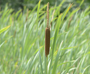 Image showing Cattail Plant 