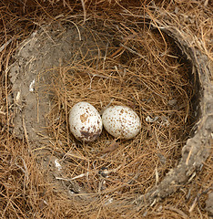Image showing Bird Eggs 
