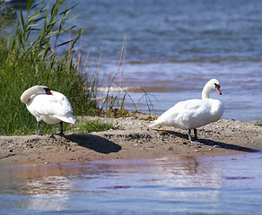 Image showing Swans 