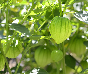 Image showing Tomatillos