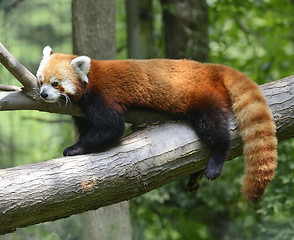 Image showing Red Panda