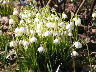 Image showing may flowers