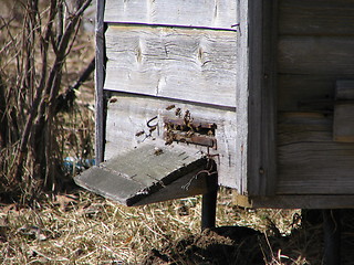 Image showing bees