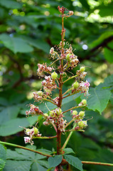 Image showing Closeup of small deflorated conker tree fruit set. 