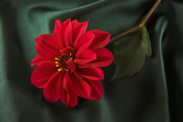 Image showing red flower on satin