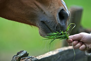 Image showing Horse Eating Grass