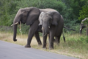 Image showing African Elephant's