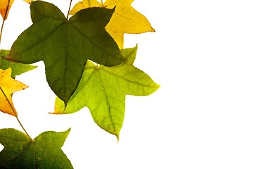 Image showing Leaves Isolated on White Background