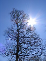 Image showing sun and tree