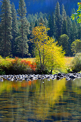 Image showing Colorful tree and foliage reflecting into the Merced River in Yo