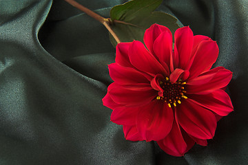 Image showing Red flower on satin