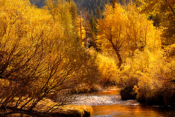 Image showing Golden fall colors reflecting into stream in the Yosemite Valley