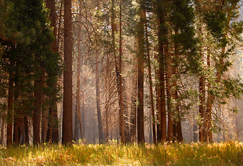 Image showing Moody forest with mist among the trees