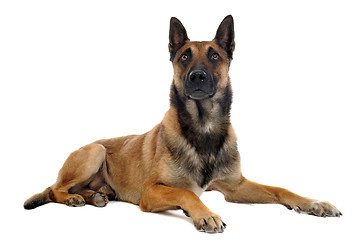 Image showing malinois