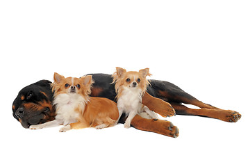 Image showing rottweiler and two chihuahuas